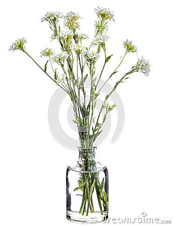 Berteroa incana hoary alyssum or false hoary madwort in a vase on a white background Stock Photo