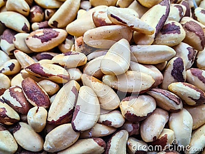 Bertholletia excelsa, popularly known as Brazil nut, Amazon nut, Acre nut, Brazil nut, Amazon nut Stock Photo