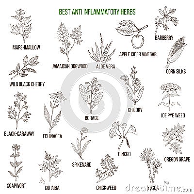 Best anti-inflammatory herbs Vector Illustration