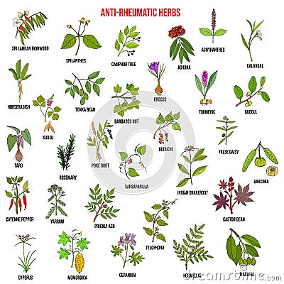 Best anti-rheumatic herbs, natural botanical set Vector Illustration