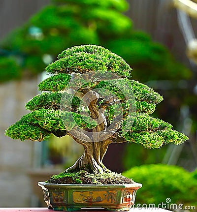 The best bonsai juniperus sinensis Stock Photo