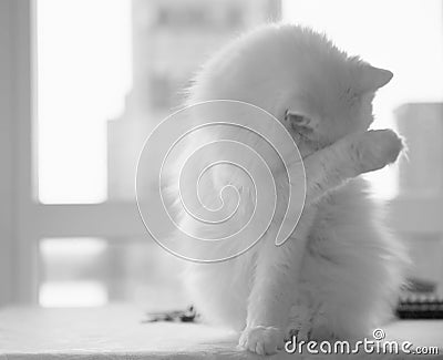 The best of breed cat, a white Turkish Angora hiding behind his paws. Stock Photo