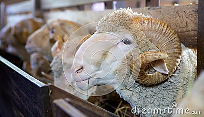 The best breed of sheep on the farm Stock Photo