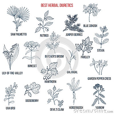 Best diuretic herbs set Vector Illustration