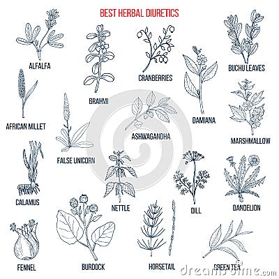 Best diuretic herbs set. Vector Illustration