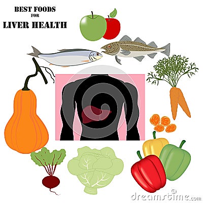 Best foods for liver health vector illustration Vector Illustration