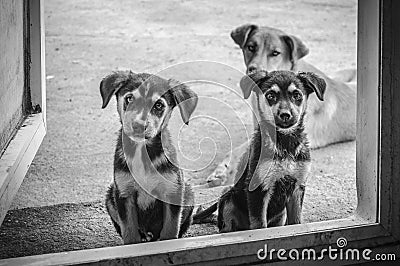 Best friend-three dogs Stock Photo