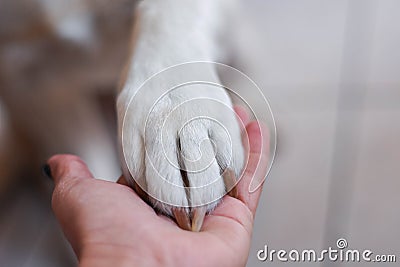 Best friend.Human and the animal connection. The concept of trust and friendship. Stock Photo