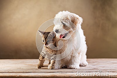 Best friends - kitten and small fluffy dog Stock Photo