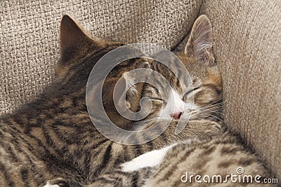 Best friends kittens Stock Photo