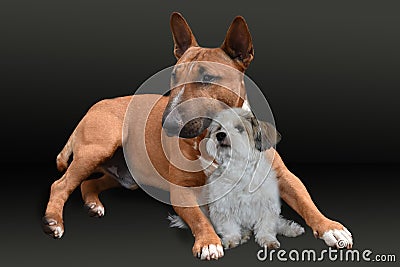 Best friends a miniature bull terrier and a havanese Stock Photo