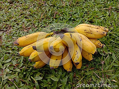 the best fruts banna Stock Photo