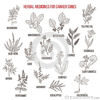 Best herbal remedies for canker sores Vector Illustration