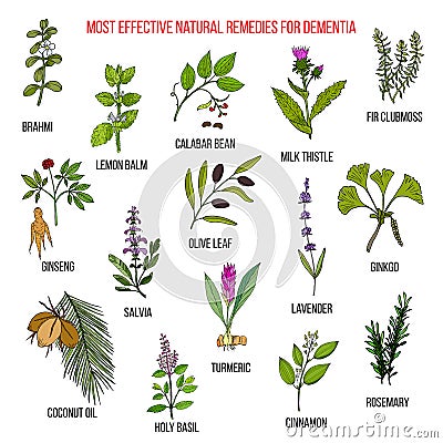 Best herbal remedies for dementia Vector Illustration