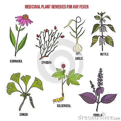 Best herbal remedies for hay fever Vector Illustration