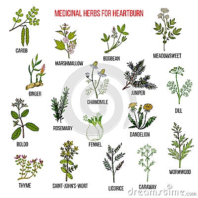 Best herbal remedies for heartburn Vector Illustration