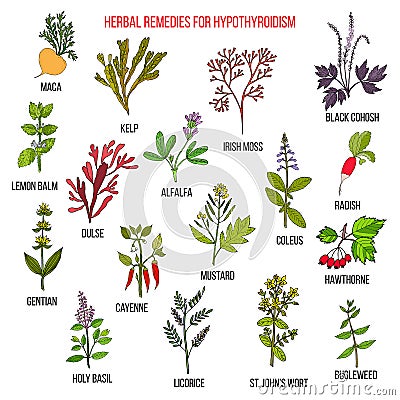 Best herbal remedies for hypothyroidism Vector Illustration