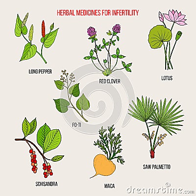 Best herbal remedies for infertility Vector Illustration