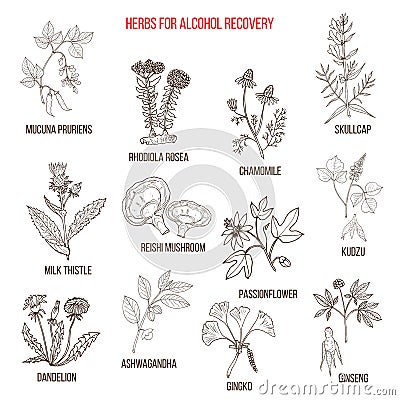 Best herbs for alcohol addiction recovery Vector Illustration