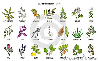 Best herbs for beauty care Vector Illustration