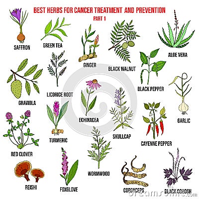 Best herbs for cancer treatment and prevention Vector Illustration