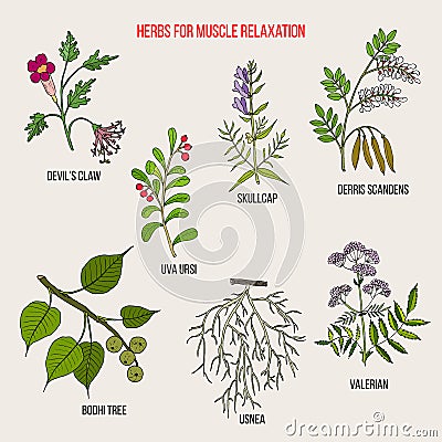 Best herbs for muscle relaxation Vector Illustration