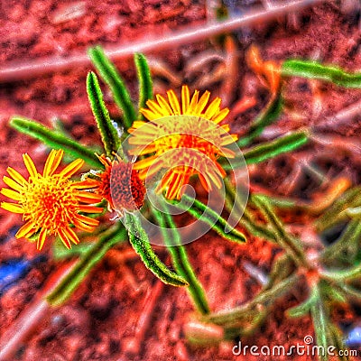 The Best Image Flower In The Desert 4k Stock Photo