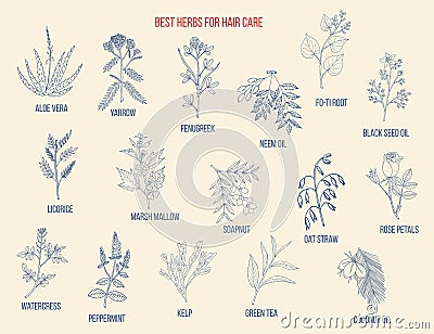 Best medicinal herbs for hair care Vector Illustration