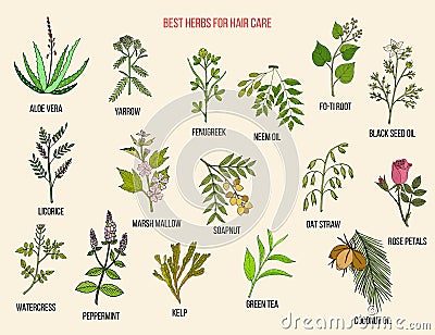 Best medicinal herbs for hair care. Vector hand-drawn collection Vector Illustration