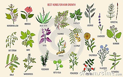 Best medicinal herbs for hair growth Vector Illustration