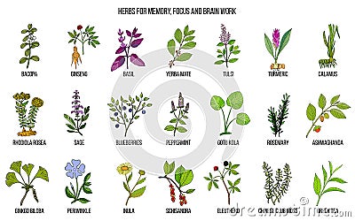Best medicinal herbs for memory, focus and brain work Vector Illustration
