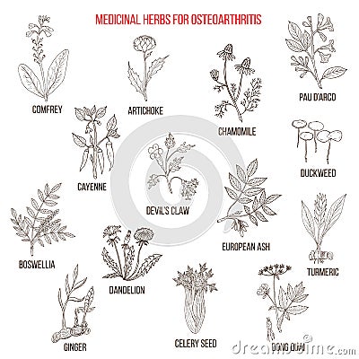 Best medicinal herbs for osteoarthritis Vector Illustration