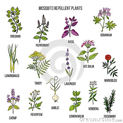 Best mosquito repellent plants Vector Illustration