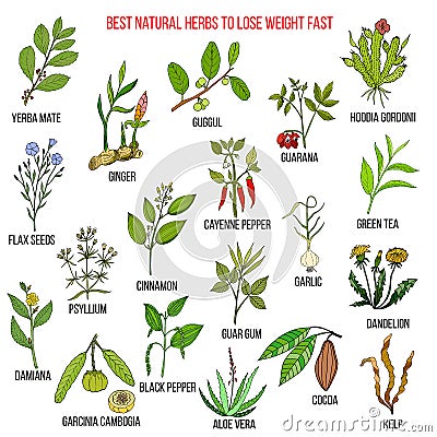 Best natural herbs for fast lose weight Vector Illustration