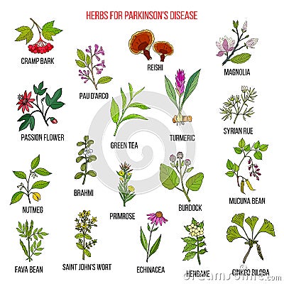 Best natural herbs for parkinson disease Vector Illustration