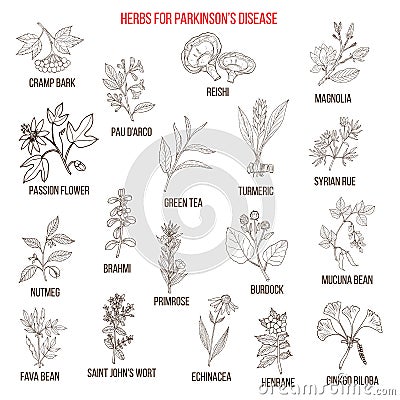 Best natural herbs for parkinson disease Vector Illustration