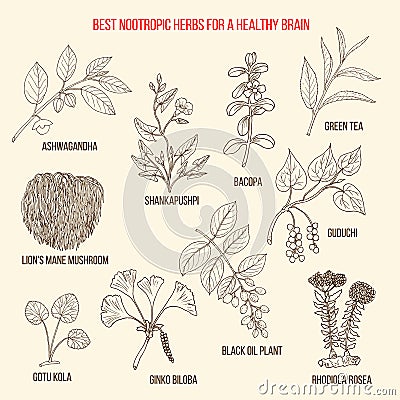 Best nootropic medicinal herbs for a healthy brain Vector Illustration