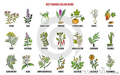 Best parasite killing herbs collection Vector Illustration