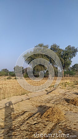 Best picture super Hindustan tree photo Stock Photo