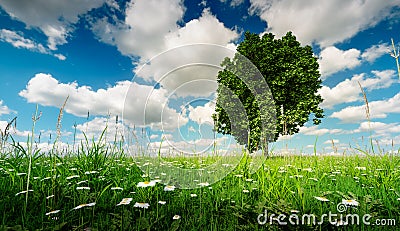 The best place for your new home. Land for sale concept. 3d illustration of a tree in a fresh spring meadow under a beautiful blu Cartoon Illustration
