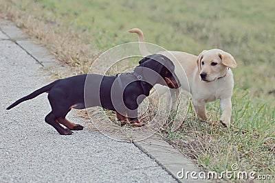 Beautiful little puppies Stock Photo