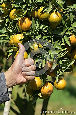 Best Quality of organic tangerine ready for harvest Stock Photo