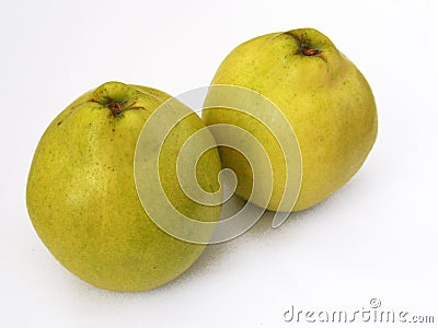 Best quince pictures for advertising and logo designs Stock Photo