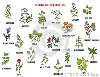 Best sedative and hypnotic herbs. Hand drawn vector set Vector Illustration