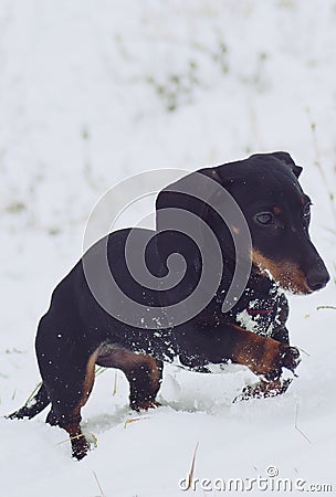 Best snowing day Stock Photo