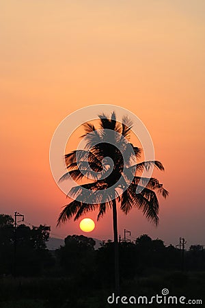 Best Sunset with coconut tree..and orange sunshine spread all over Stock Photo