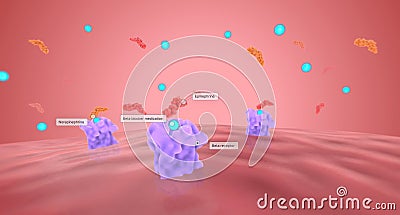 Beta Blockers Inhibit Beta Receptors Stock Photo