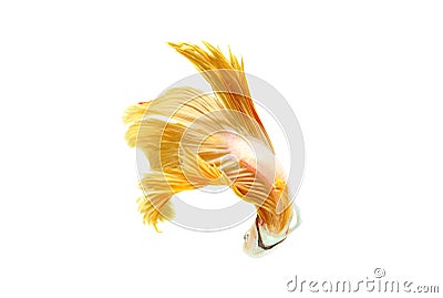 Beta half moon fighting beautiful fish close up Stock Photo