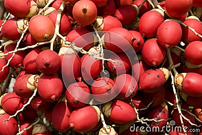 Betel nut Stock Photo