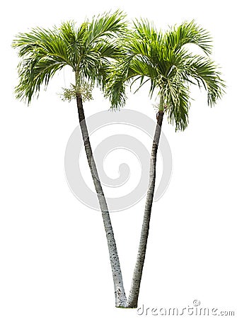 Betel palm tree element isolated Stock Photo